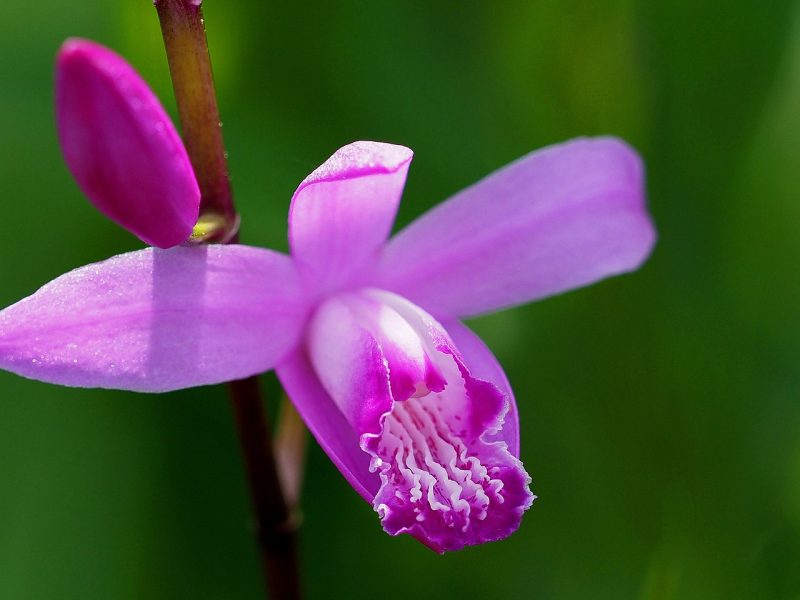 Bletilla striata - Chinese ground orchid