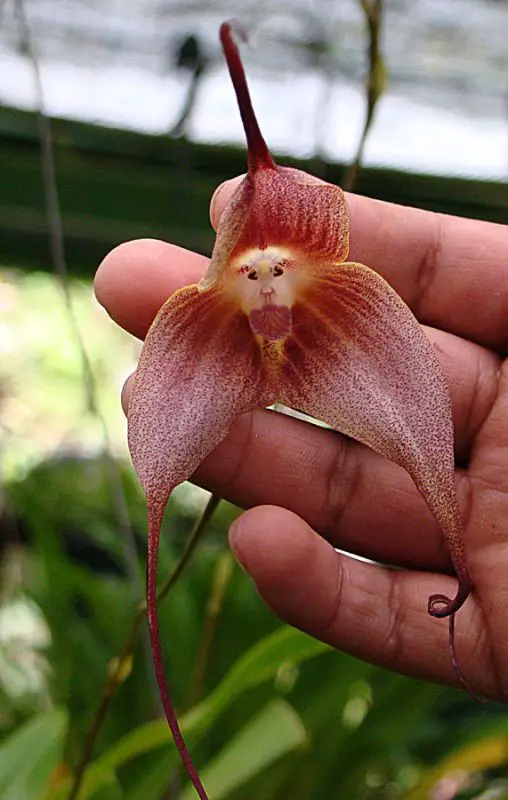 How To Grow Monkey Face Orchid