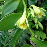 Does Vanilla Come From Orchids?