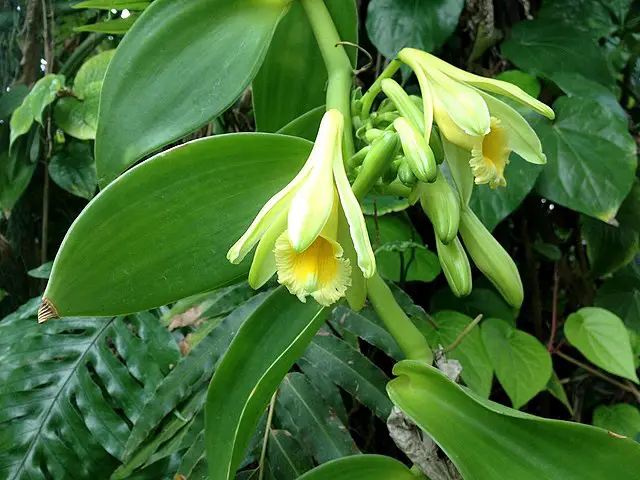 Does Vanilla Come From Orchids?