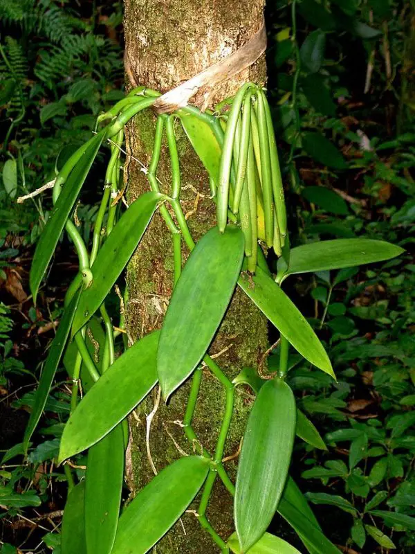 Vanilla planifolia with beans