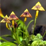 Masdevallia Orchid Care