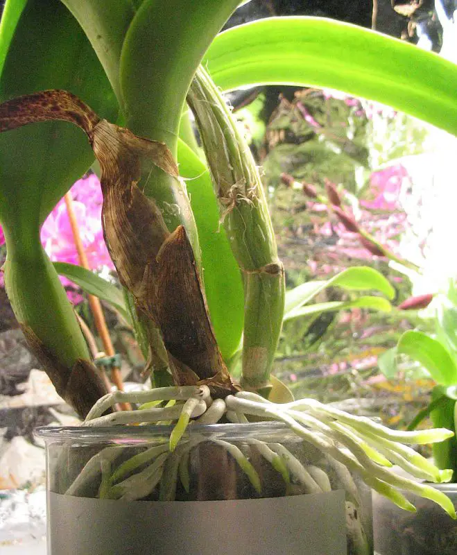 How To Grow Orchids Without Soil