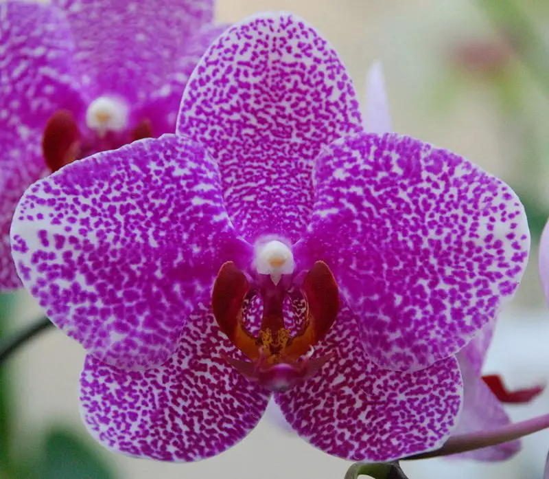 Understanding Phalaenopsis Orchids