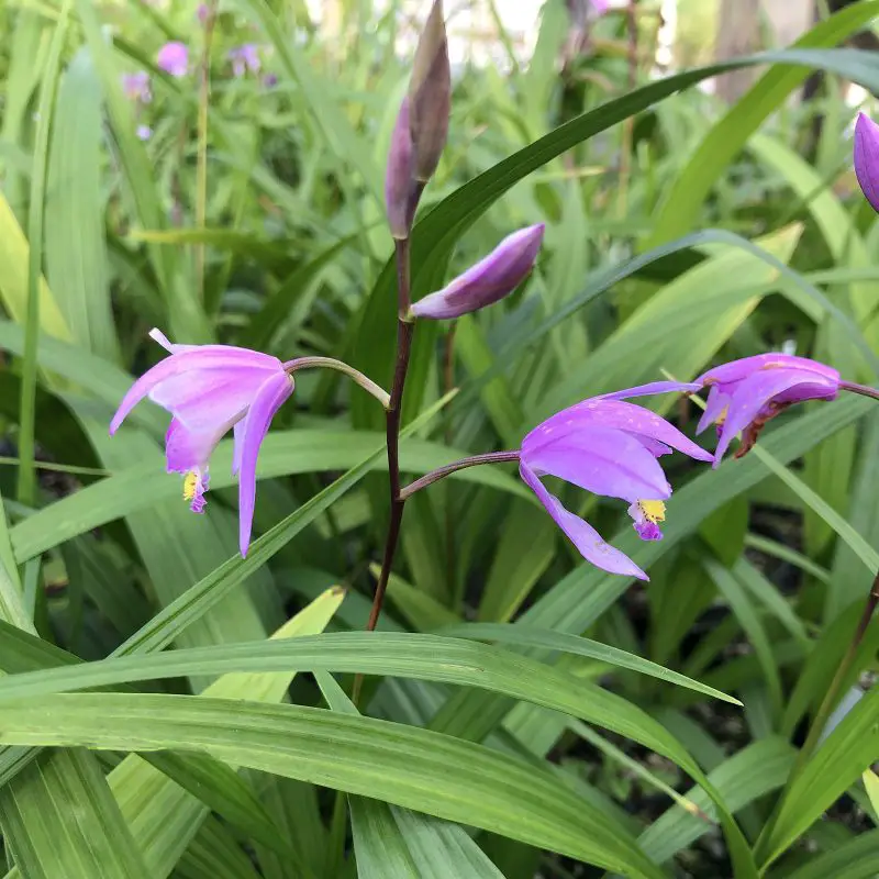 Terrestrial Orchid Unboxing BLETILLA YOKOHAMA Kate Purple Yellow
