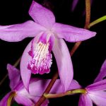 Chinese Ground Orchid Care: A Beginner's Guide to Bletilla Striata