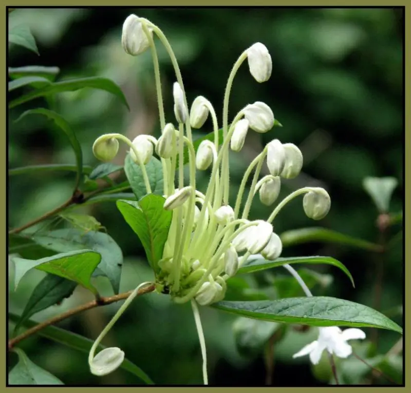 Clerodendrum-incisum-MUSICAL-NOTES