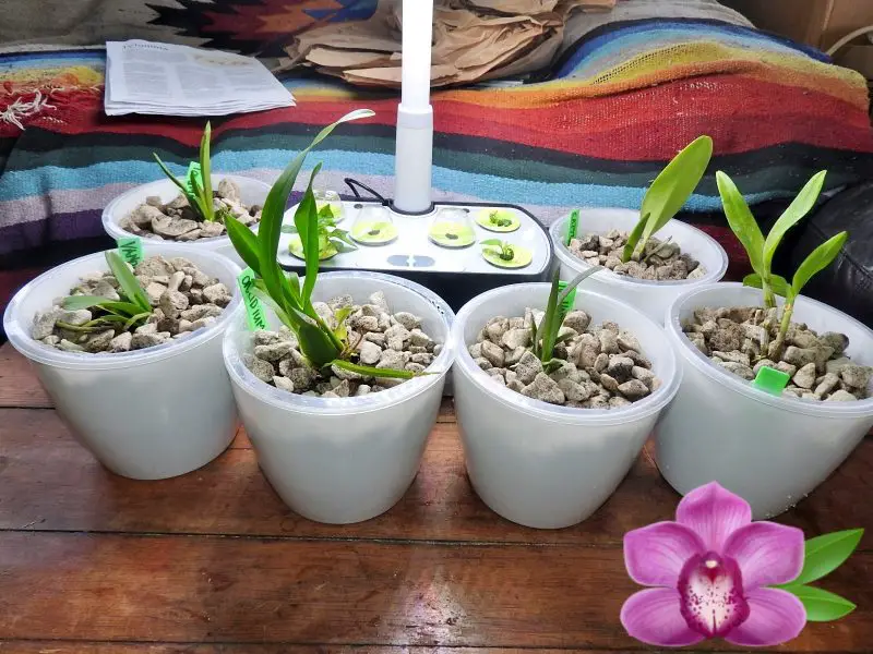 Orchid Plant Unboxing And Potting Up
