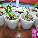 Orchid Plant Unboxing And Potting Up In Self Watering Pots