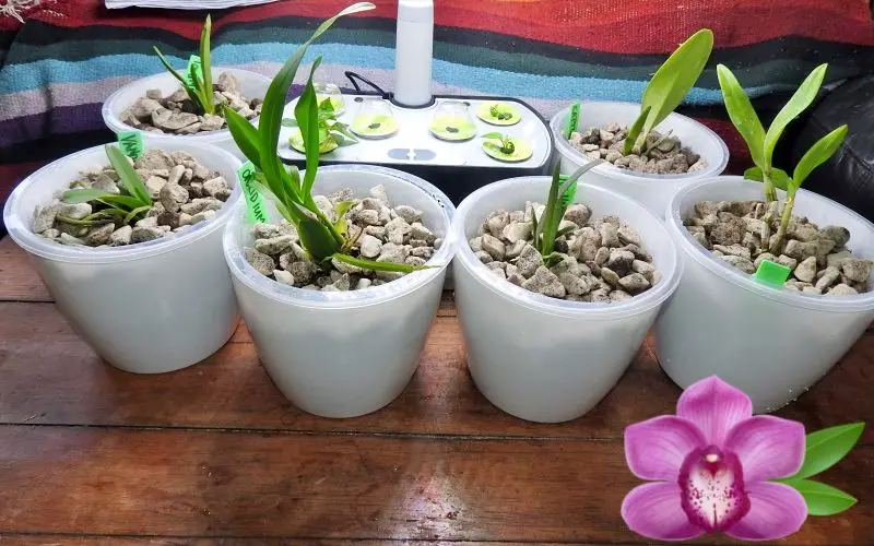 Are Self Watering Pots Good For Orchids?