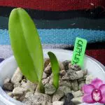 Growing Orchids In LECA