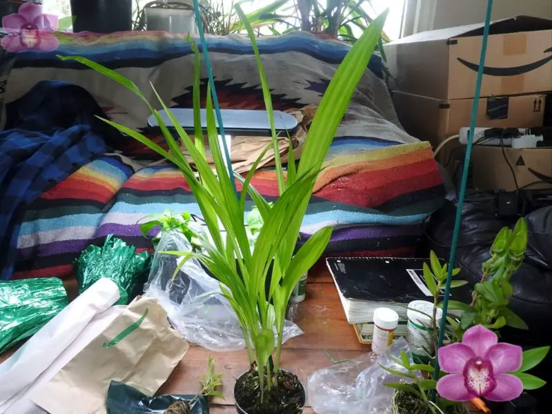 BLETILLA YOKOHAMA Kate Purple Yellow Ground Orchid 