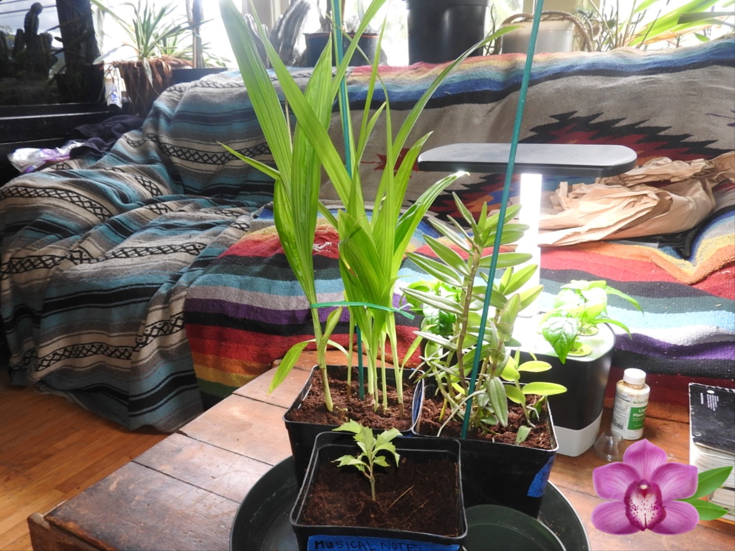 Terrestrial Orchid Unboxing