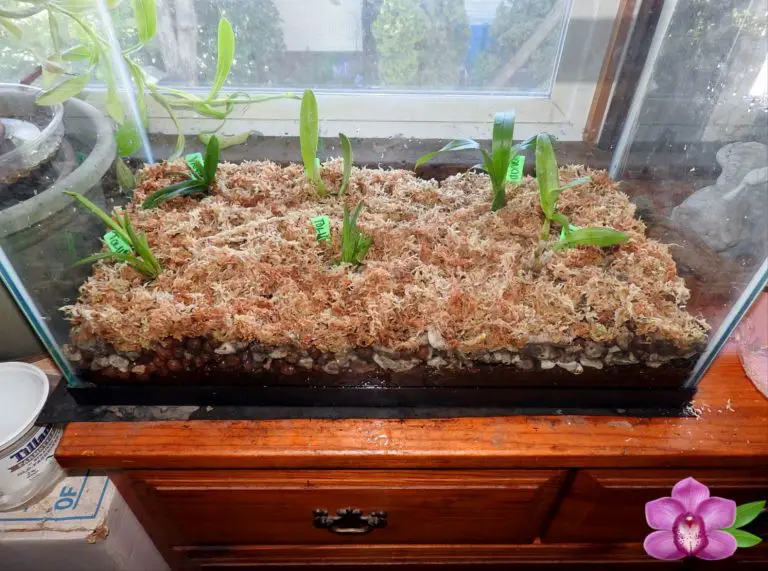 Orchid Terrarium DIY [An Unusual Fish Tank Transformation] - Hydroponic ...