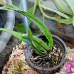 New Vanda Orchid Unboxing