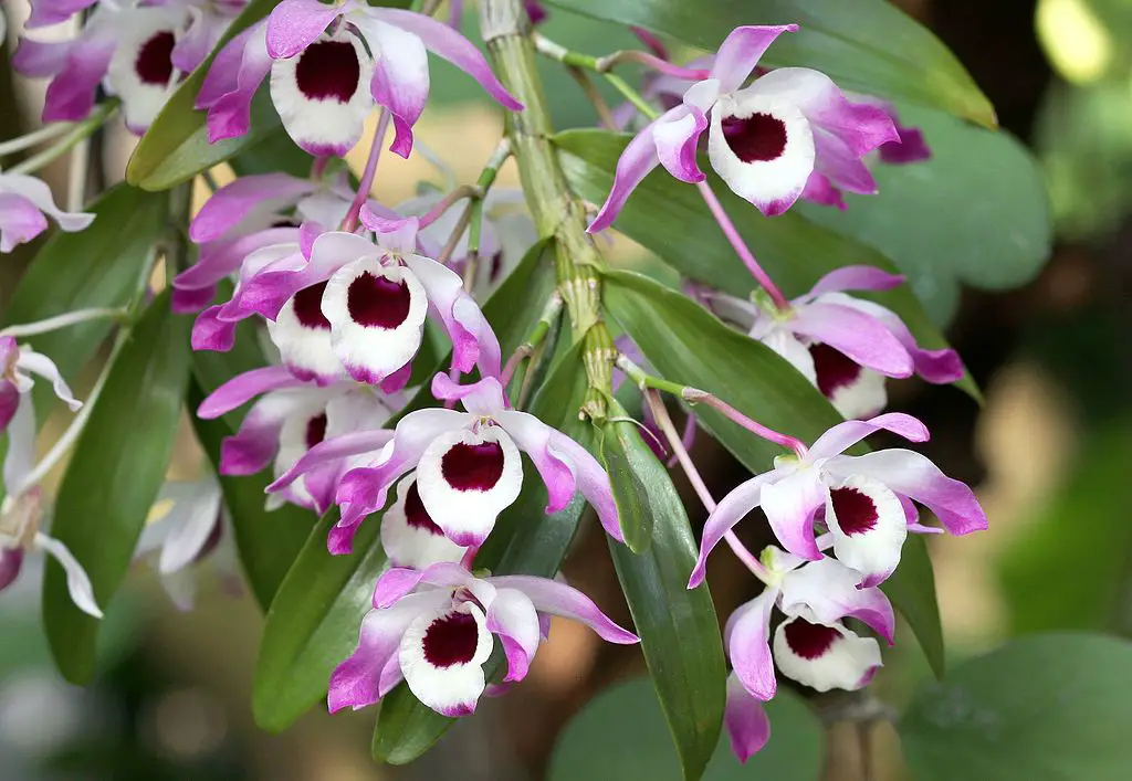 Dendrobium Orchid Care