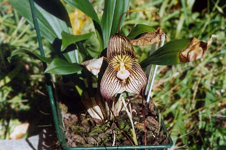 Dracula Orchids