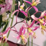 Encyclia Orchid Care