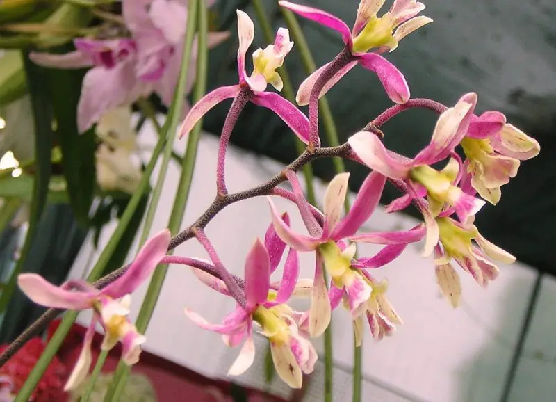 Encyclia Orchid Care