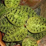 Macodes Petola Jewel Orchid Care