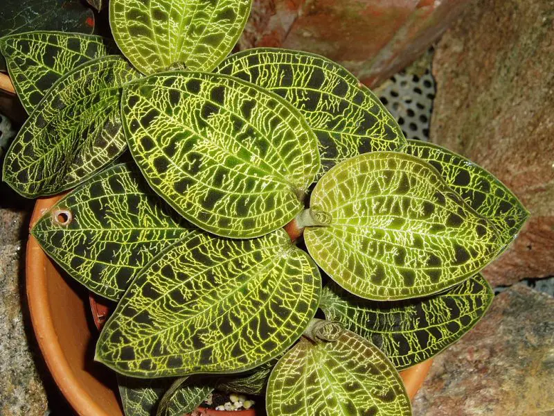 Macodes Petola Jewel Orchid Care