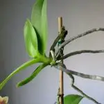 How To Get A Keiki On My Orchid
