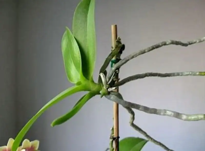 How To Get A Keiki On My Orchid