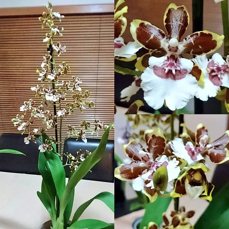 Oncostele Orchid Care