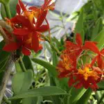 Growing Terrestrial Orchids Orange Epidendrum