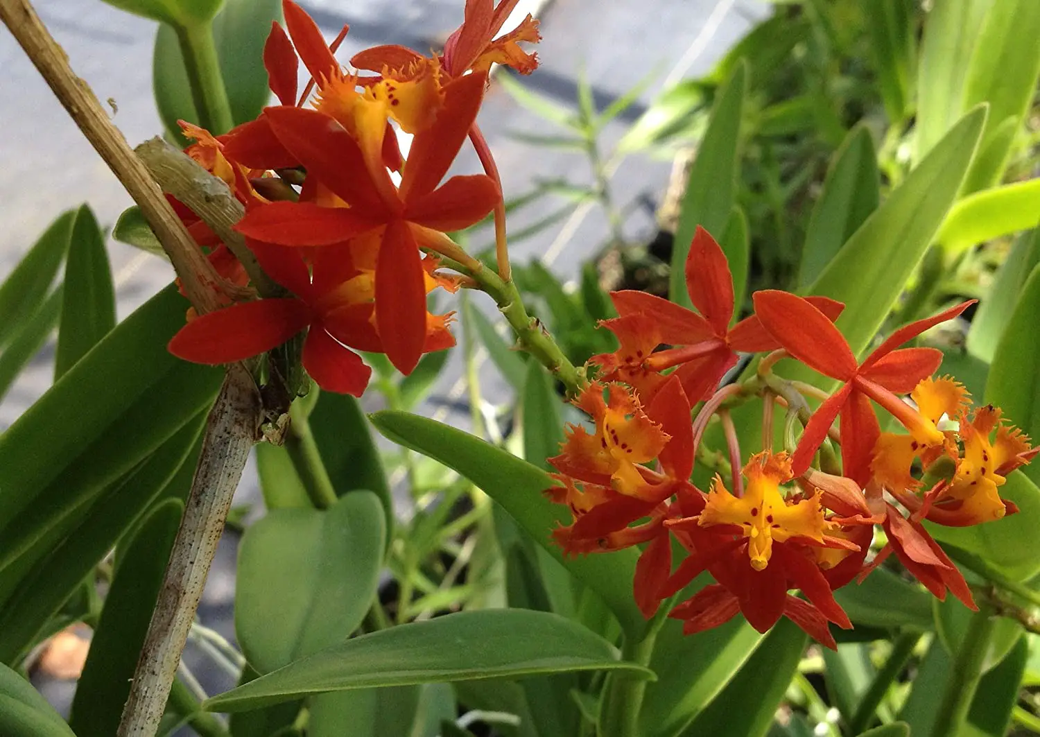 Growing Terrestrial Orchids Orange Epidendrum