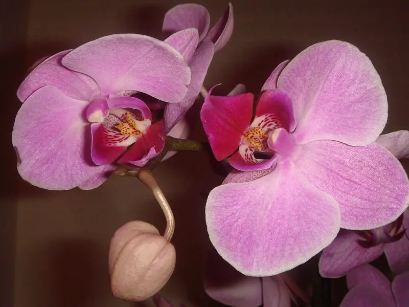 Repotting Phalaenopsis Orchids