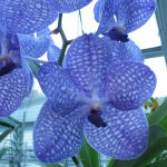 Are Blue Orchids Real?