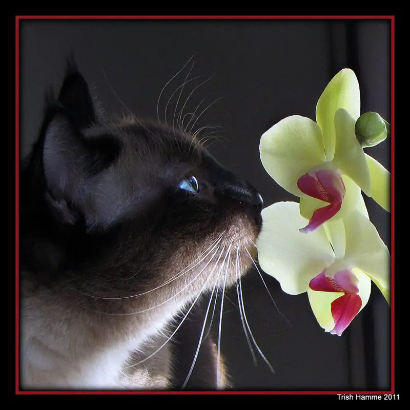 are orchids bad for cats?