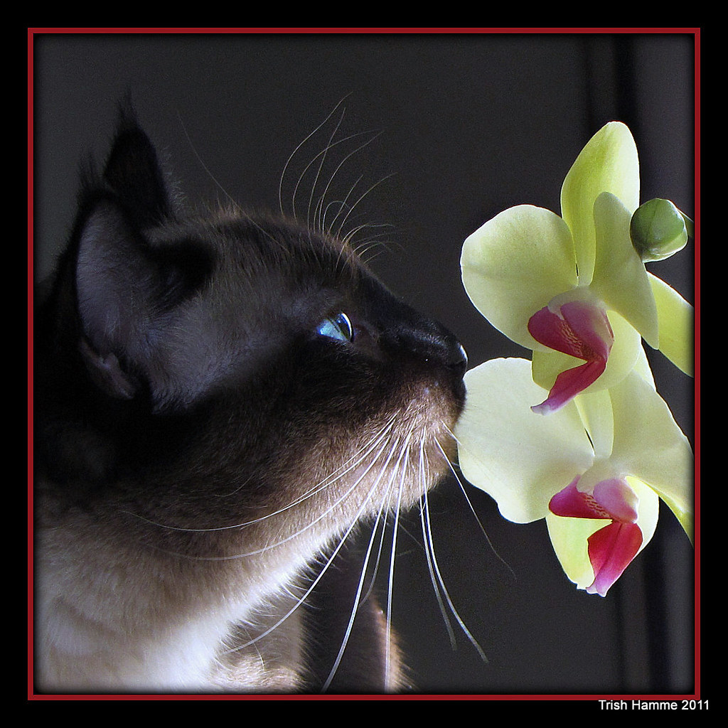 Are Orchids Bad For Cats Or Dogs