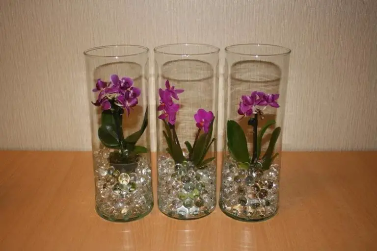 Growing Orchids In Water Beads [The Best Or Worst Way To Grow Orchids ...