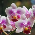 phalaenopsis orchid in bloom