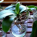 Can You Use Regular Potting Soil For Orchids?