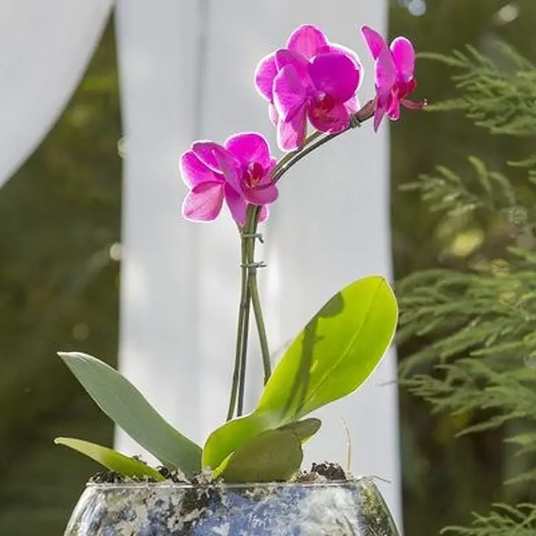 Growing Orchids In Water Culture - Hydroponic Orchids