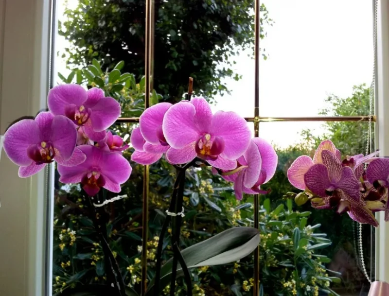 Do Orchids Need Direct Sunlight?