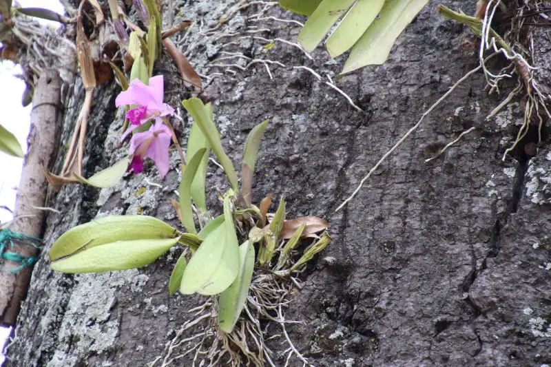 Can You Use Regular Potting Soil For Orchids? No! Wild orchids on bark