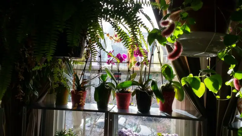 Orchids in a window with indirect light