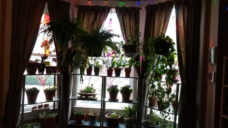 keeping orchids in a window