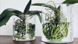 How To Take Care Of Orchids In Water [Not As Crazy As You Think