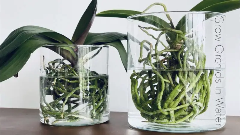 How To Take Care Of Orchids In Water