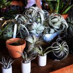 How Do You Take Care Of Air Plants?