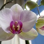 Lighting For Orchids Indoors - The Truth About Orchid Lighting