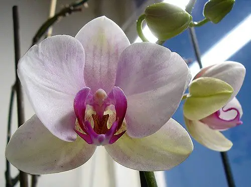 Lighting For Orchids Indoors - The Truth About Orchid Lighting