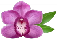 Hydroponic Orchids