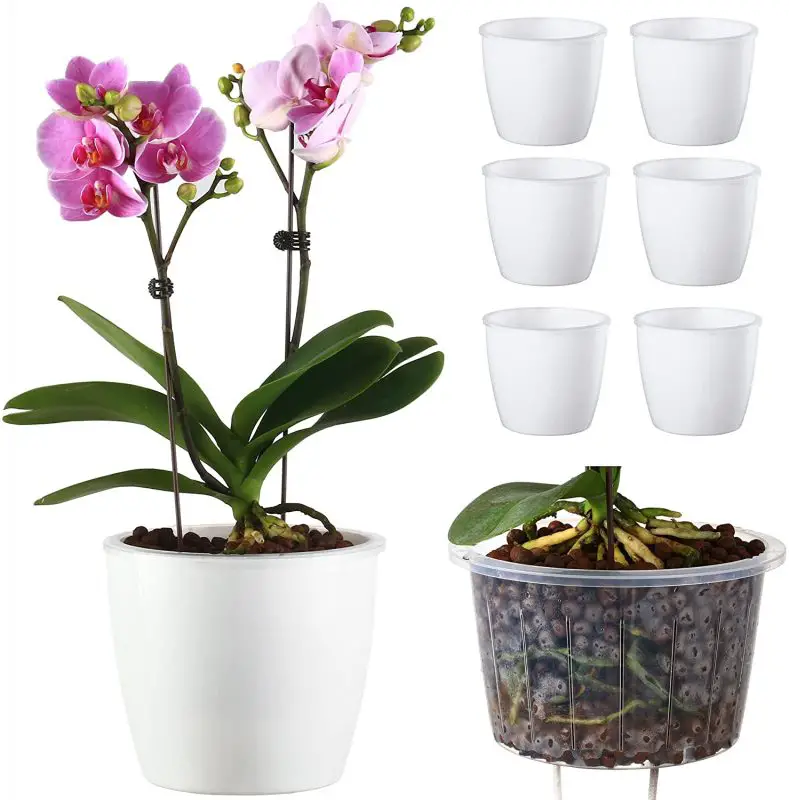 Growing Semi Hydroponic Orchids In Self Watering Planters