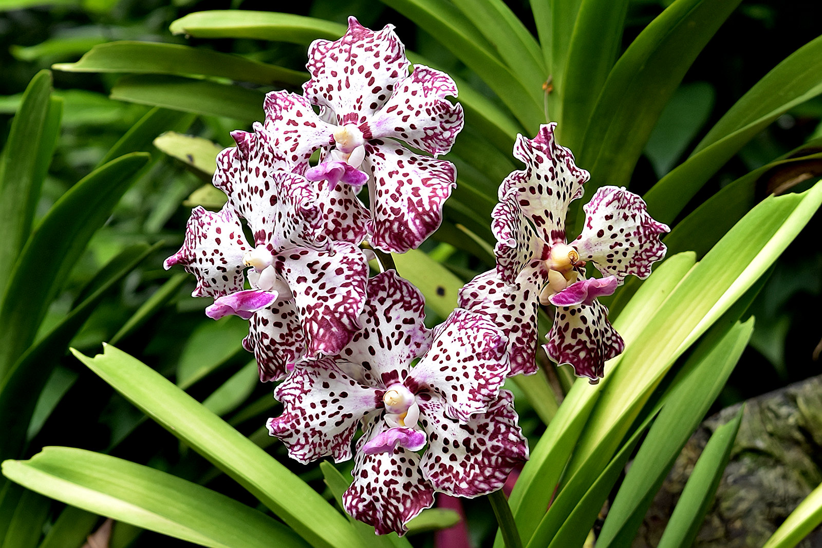 Do Orchids Need Humidity? [The Surprising Answer] Hydroponic Orchids